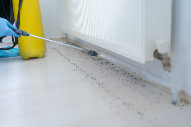 Best Pest Removal Services  in Easton, PA