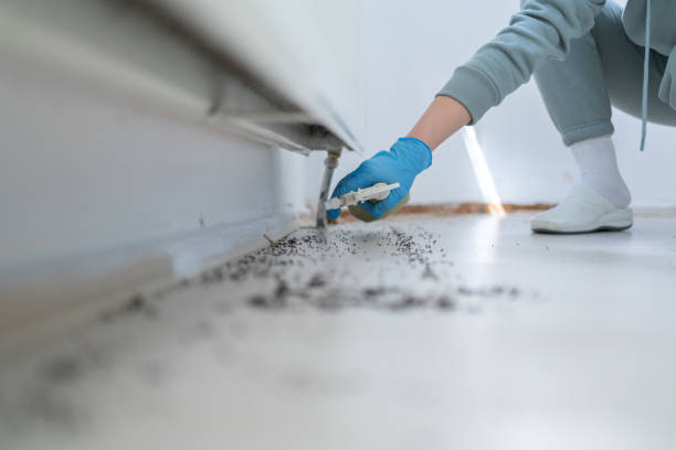 Best Spider Control Near Me  in Easton, PA